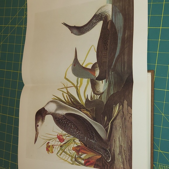 Redthroated Plate 202, Art by John  James Audubon - Picture 2 of 5